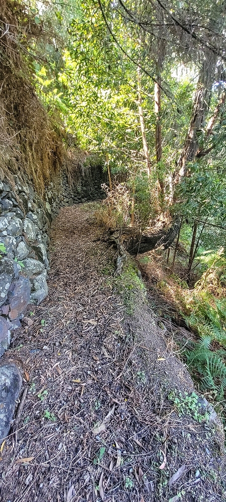 Levada da Fonte Grande — O troço de floresta — foto 4