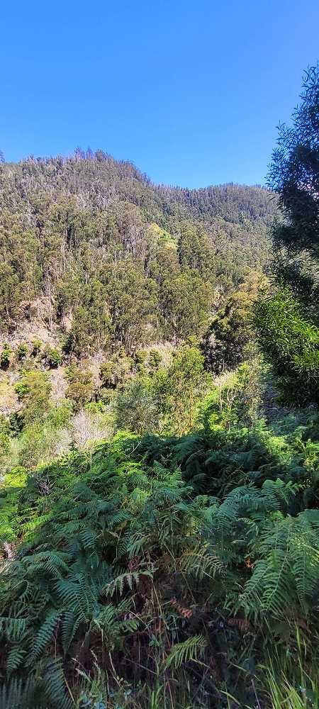Levada da Fonte Grande — O troço de floresta — foto 5