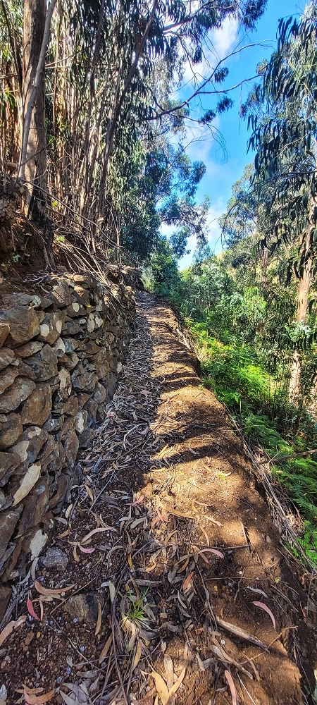 Levada da Fonte Grande — O troço de floresta — foto 6