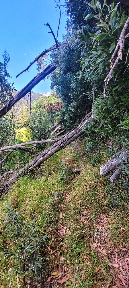 Levada da Fonte Grande — Os dois troços de prado — foto 7