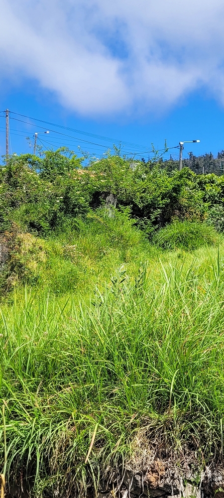 Levada da Fonte Grande — Moinho do Ribeiro — foto 6