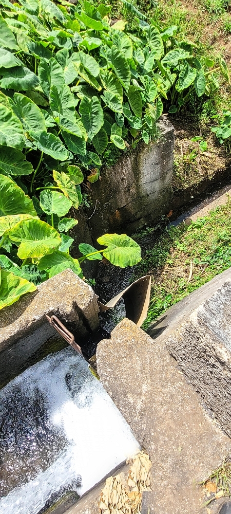 Levada da Fonte Grande — Os ramos finais da Levada da Fonte Grande — foto 3