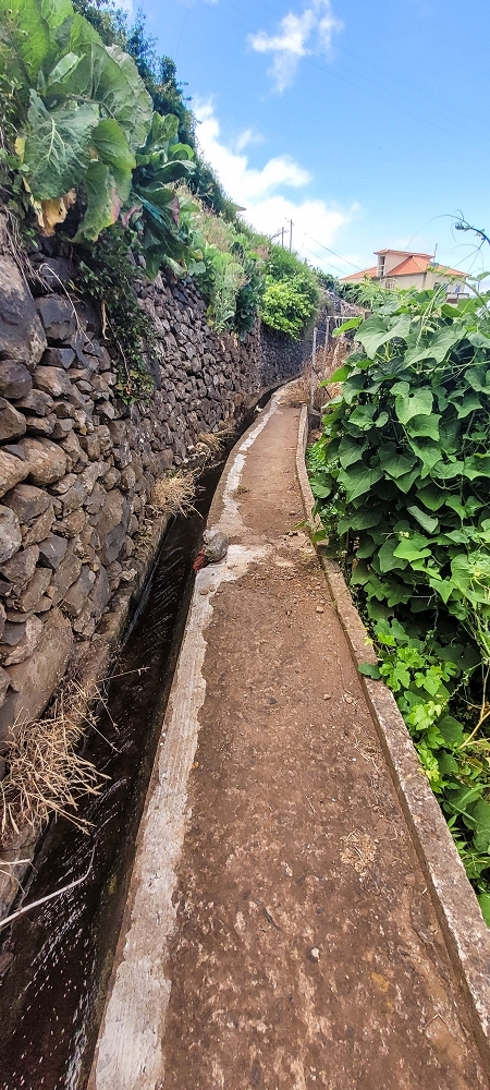 Levada da Fonte Grande — Os ramos finais da Levada da Fonte Grande — foto 8