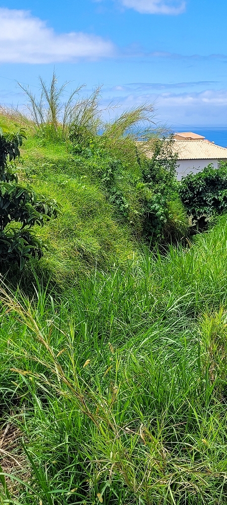 Levada da Fonte Grande — Os ramos finais da Levada da Fonte Grande — foto 13