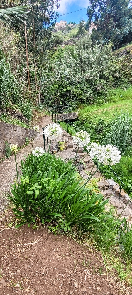 19 June 2022 Three short walks in Calheta — Ribeira de Sao Bartolomeu — photo 7