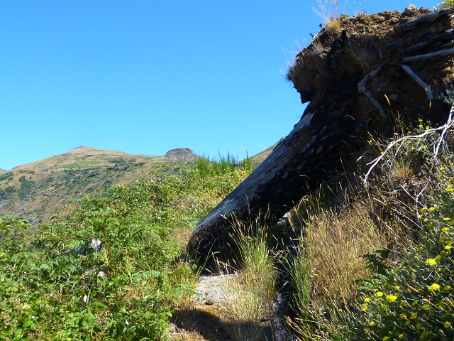 19 July 2015 Escadinhas do Menino Jesus — On the Levada do Barreiro — photo 7