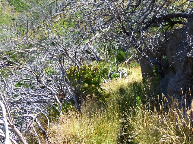 19 July 2015 Escadinhas do Menino Jesus — On the Levada do Barreiro — photo 28