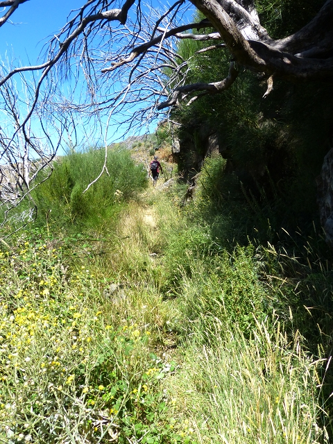 19 July 2015 Escadinhas do Menino Jesus — On the Levada do Barreiro — photo 32