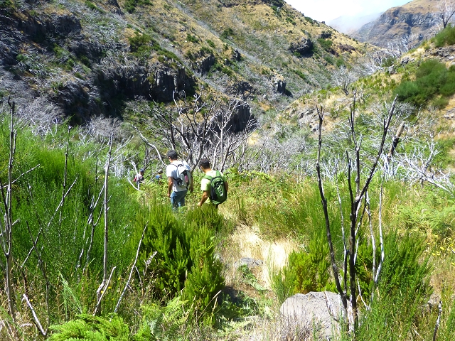 19 July 2015 Escadinhas do Menino Jesus — Descent to the Madre of the Levada da Serra da Alegria inf. — photo 1