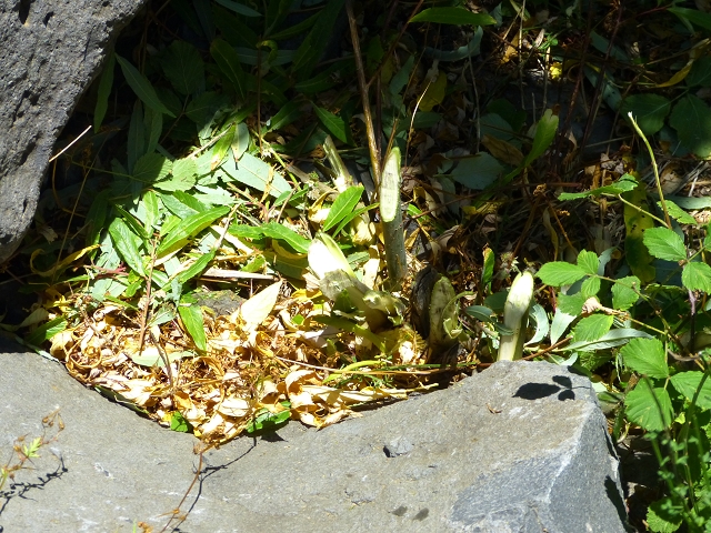 19 July 2015 Escadinhas do Menino Jesus — Descent to the Madre of the Levada da Serra da Alegria inf. — photo 2