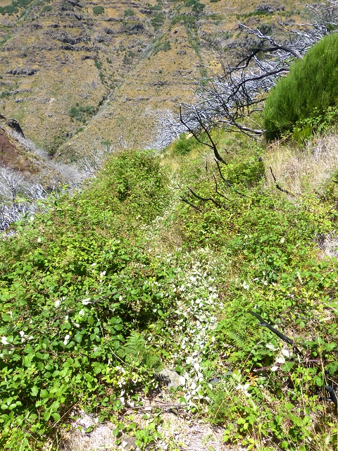 19 July 2015 Escadinhas do Menino Jesus — Descent to the Madre of the Levada da Serra da Alegria inf. — photo 9