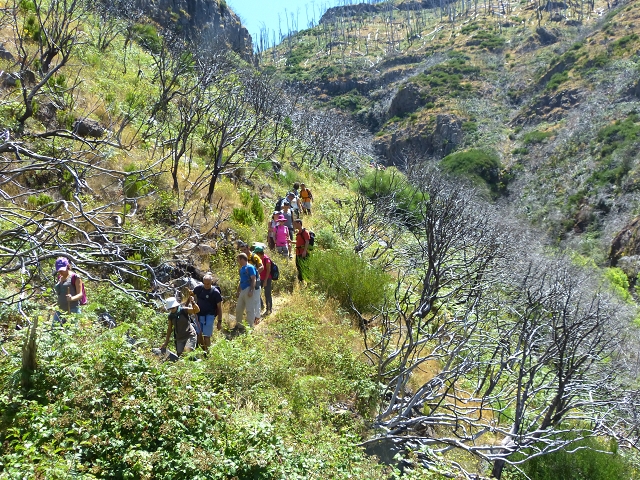 19 July 2015 Escadinhas do Menino Jesus — Descent to the Madre of the Levada da Serra da Alegria inf. — photo 11