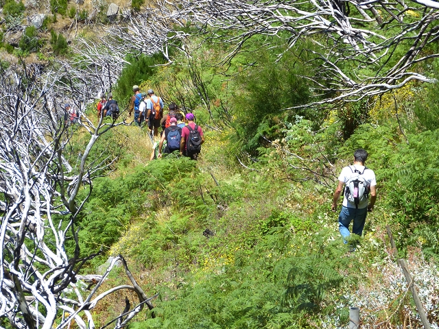 19 July 2015 Escadinhas do Menino Jesus — Descent to the Madre of the Levada da Serra da Alegria inf. — photo 14