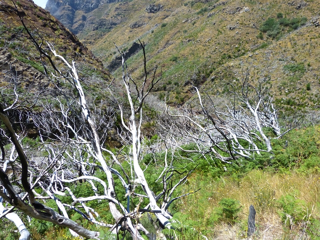 19 July 2015 Escadinhas do Menino Jesus — Descent to the Madre of the Levada da Serra da Alegria inf. — photo 15