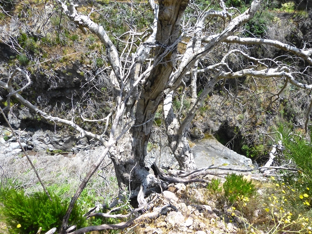 19 July 2015 Escadinhas do Menino Jesus — On the Levada da Serra da Alegria inf. — photo 10