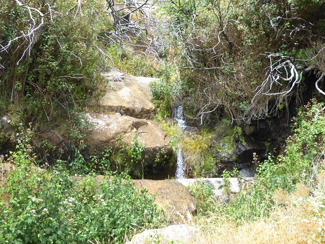 19 July 2015 Escadinhas do Menino Jesus — On the Levada da Serra da Alegria inf. — photo 18