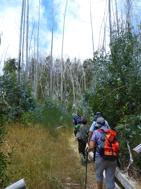 19 July 2015 Escadinhas do Menino Jesus — On the Levada da Serra da Alegria inf. — photo 40