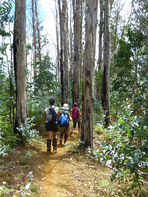 19 July 2015 Escadinhas do Menino Jesus — Descent on the Lombo de Joao Boieiro. — photo 7