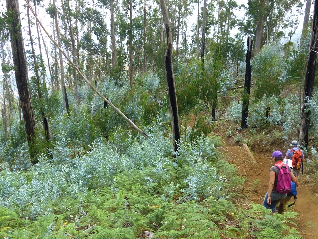 19 July 2015 Escadinhas do Menino Jesus — Descent on the Lombo de Joao Boieiro. — photo 9