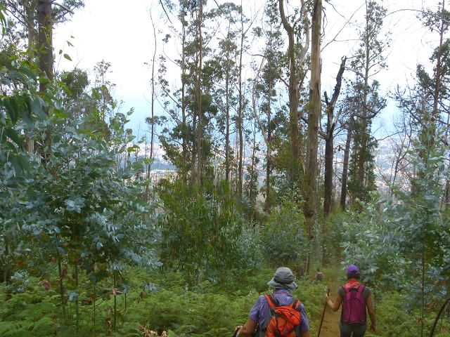 19 July 2015 Escadinhas do Menino Jesus — Descent on the Lombo de Joao Boieiro. — photo 10