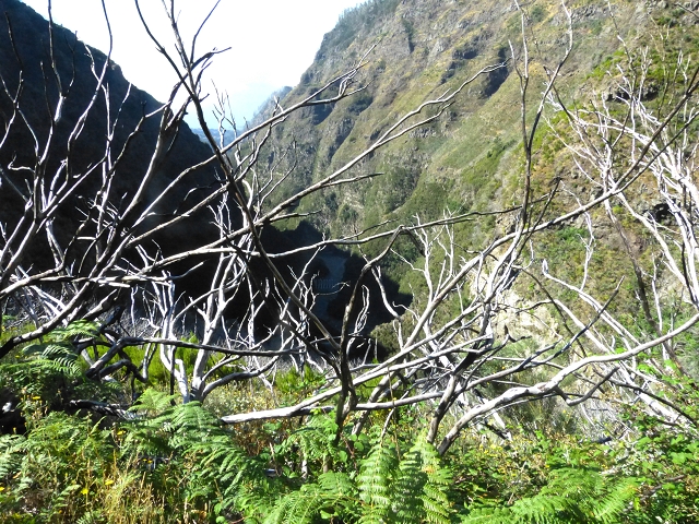 19 July 2015 Escadinhas do Menino Jesus — Climb to the Levada do Barreiro — photo 3