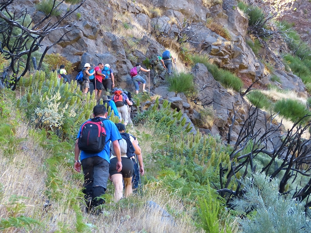 19 July 2015 Escadinhas do Menino Jesus — Climb to the Levada do Barreiro — photo 24