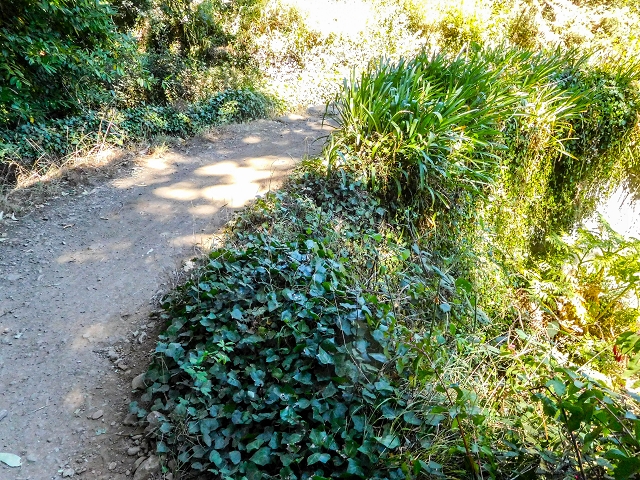 Levada da Serra do Faial von Lamaceiros/Lombo da Raiz zum Pico do Infante — Abschnitt 3 — Foto 10