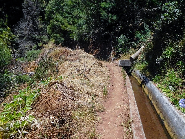 19 August 2017 On the trail of the Levada do Pico do Arvoredo in and around Camacha — On the Levada dos Tornos to the inaccessible tunnel — photo 3