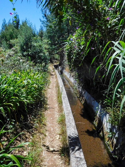 19 August 2017 On the trail of the Levada do Pico do Arvoredo in and around Camacha — On the Levada dos Tornos to the inaccessible tunnel — photo 6