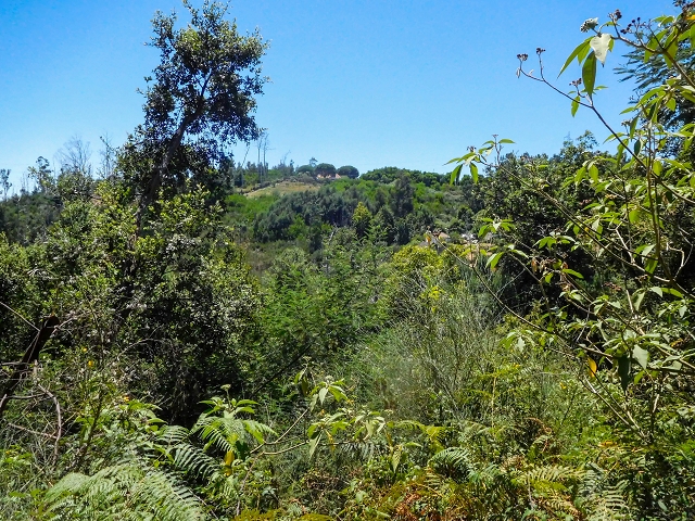 19 August 2017 On the trail of the Levada do Pico do Arvoredo in and around Camacha — On the Levada dos Tornos to the inaccessible tunnel — photo 7