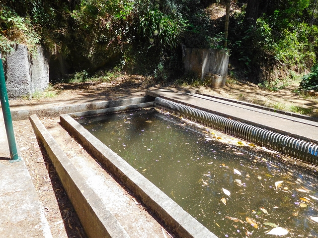 19 August 2017 On the trail of the Levada do Pico do Arvoredo in and around Camacha — Through the Nogueira tunnel to the levada divider at the south-western entrance — photo 11