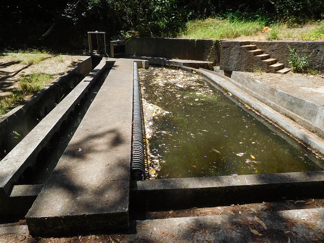 19 August 2017 On the trail of the Levada do Pico do Arvoredo in and around Camacha — Through the Nogueira tunnel to the levada divider at the south-western entrance — photo 13