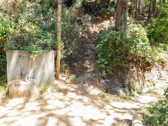19 August 2017 On the trail of the Levada do Pico do Arvoredo in and around Camacha — Through the Nogueira tunnel to the levada divider at the south-western entrance — photo 15