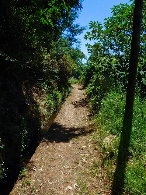 19 August 2017 On the trail of the Levada do Pico do Arvoredo in and around Camacha — Along the replacement inflow of the Pico do Arvoredo — photo 2
