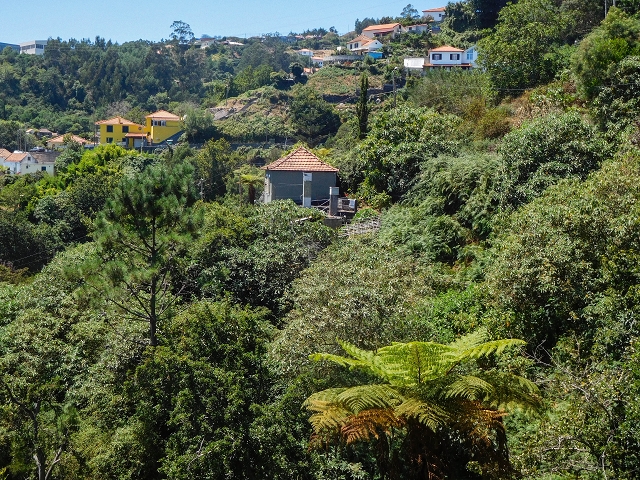19 August 2017 On the trail of the Levada do Pico do Arvoredo in and around Camacha — Along the replacement inflow of the Pico do Arvoredo — photo 4