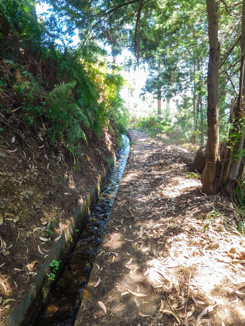 19 August 2017 On the trail of the Levada do Pico do Arvoredo in and around Camacha — Along the replacement inflow of the Pico do Arvoredo — photo 5