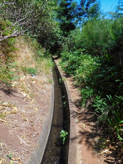 19 August 2017 On the trail of the Levada do Pico do Arvoredo in and around Camacha — Along the replacement inflow of the Pico do Arvoredo — photo 7