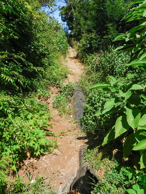 19 August 2017 On the trail of the Levada do Pico do Arvoredo in and around Camacha — Along the replacement inflow of the Pico do Arvoredo — photo 12