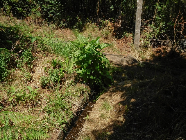 19 August 2017 On the trail of the Levada do Pico do Arvoredo in and around Camacha — Along the road to the levada house and the present course of the water on to the reservoir — photo 8
