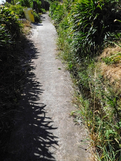 19 August 2017 On the trail of the Levada do Pico do Arvoredo in and around Camacha — On the first intact section of the Levada do Pico do Arvoredo towards the Madre — photo 3