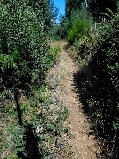19 August 2017 On the trail of the Levada do Pico do Arvoredo in and around Camacha — On the first intact section of the Levada do Pico do Arvoredo towards the Madre — photo 5