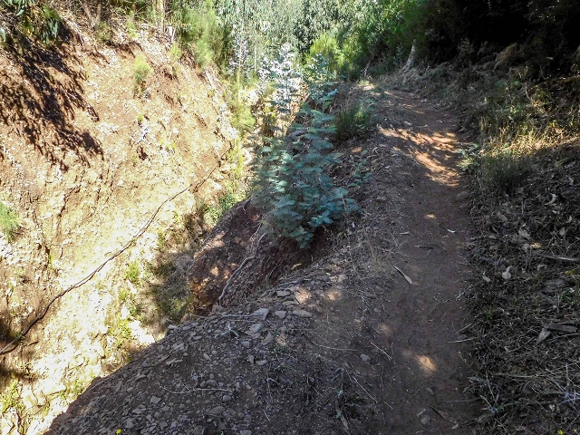 19 August 2017 On the trail of the Levada do Pico do Arvoredo in and around Camacha — On the first intact section of the Levada do Pico do Arvoredo towards the Madre — photo 6