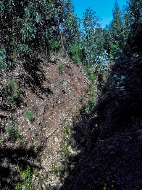 19 August 2017 On the trail of the Levada do Pico do Arvoredo in and around Camacha — On the first intact section of the Levada do Pico do Arvoredo towards the Madre — photo 7