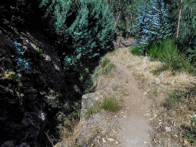 19 August 2017 On the trail of the Levada do Pico do Arvoredo in and around Camacha — On the first intact section of the Levada do Pico do Arvoredo towards the Madre — photo 8