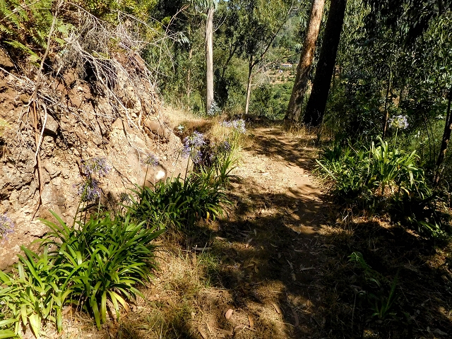 19 August 2017 On the trail of the Levada do Pico do Arvoredo in and around Camacha — On the first intact section of the Levada do Pico do Arvoredo towards the Madre — photo 9