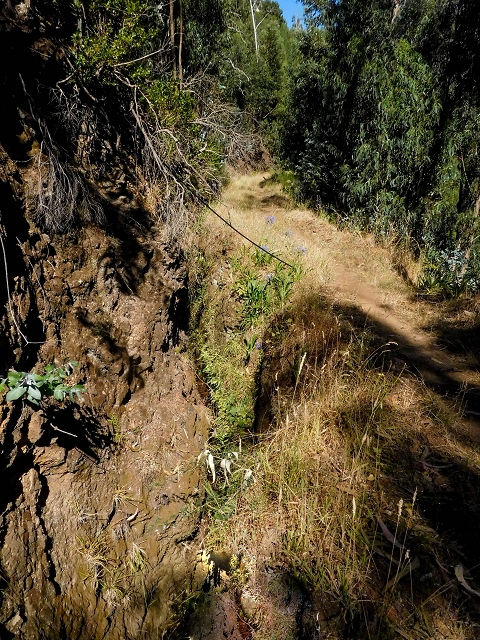 19 August 2017 On the trail of the Levada do Pico do Arvoredo in and around Camacha — On the first intact section of the Levada do Pico do Arvoredo towards the Madre — photo 10