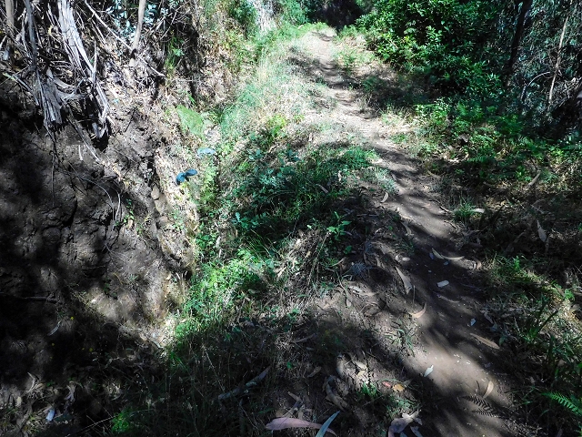 19 August 2017 On the trail of the Levada do Pico do Arvoredo in and around Camacha — On the first intact section of the Levada do Pico do Arvoredo towards the Madre — photo 11