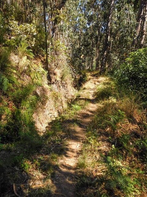 19 August 2017 On the trail of the Levada do Pico do Arvoredo in and around Camacha — On the first intact section of the Levada do Pico do Arvoredo towards the Madre — photo 12