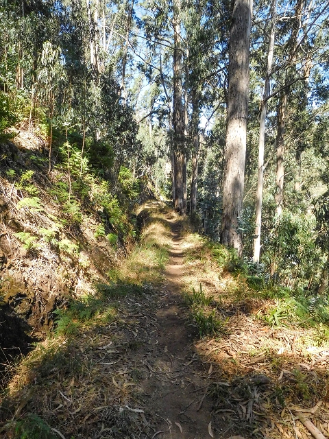 19 August 2017 On the trail of the Levada do Pico do Arvoredo in and around Camacha — On the first intact section of the Levada do Pico do Arvoredo towards the Madre — photo 13