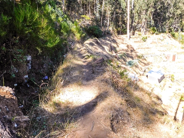 19 August 2017 On the trail of the Levada do Pico do Arvoredo in and around Camacha — On the first intact section of the Levada do Pico do Arvoredo towards the Madre — photo 15
